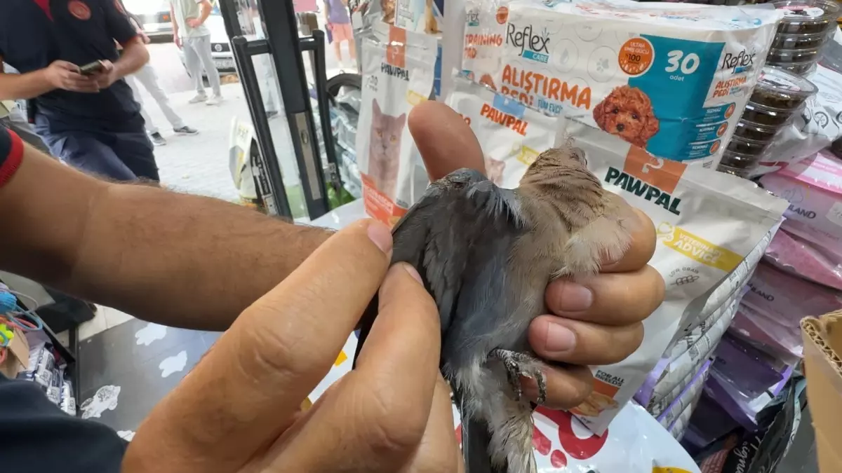 Kumru ve Yavru Kedi İtfaiye Tarafından Kurtarıldı