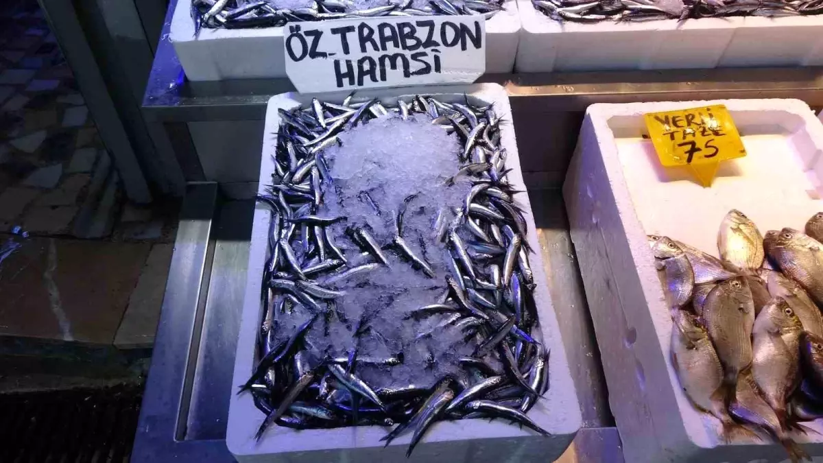 Balıkçılar Hamsi Göçü Endişesi Yaşıyor
