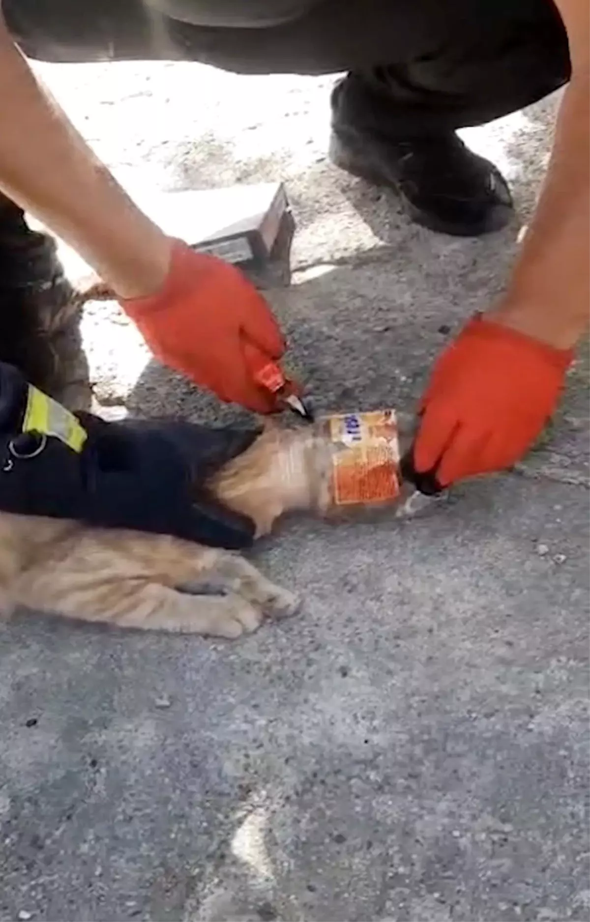 Kırıkkale\'de Kafası Kavanoza Sıkışan Kedi İtfaiye Ekipleri Tarafından Kurtarıldı