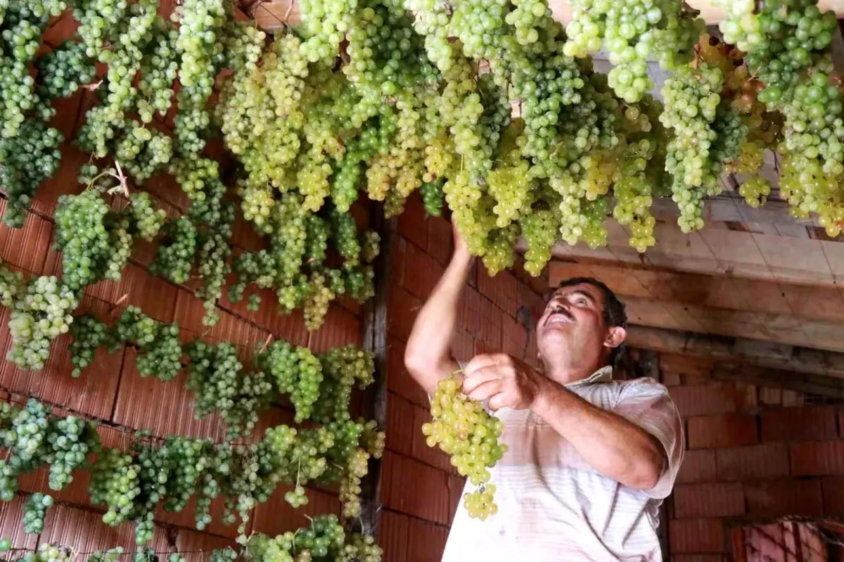 Toroslar\'ın Gök Üzümü: Eşsiz ve Zahmetli Üretim