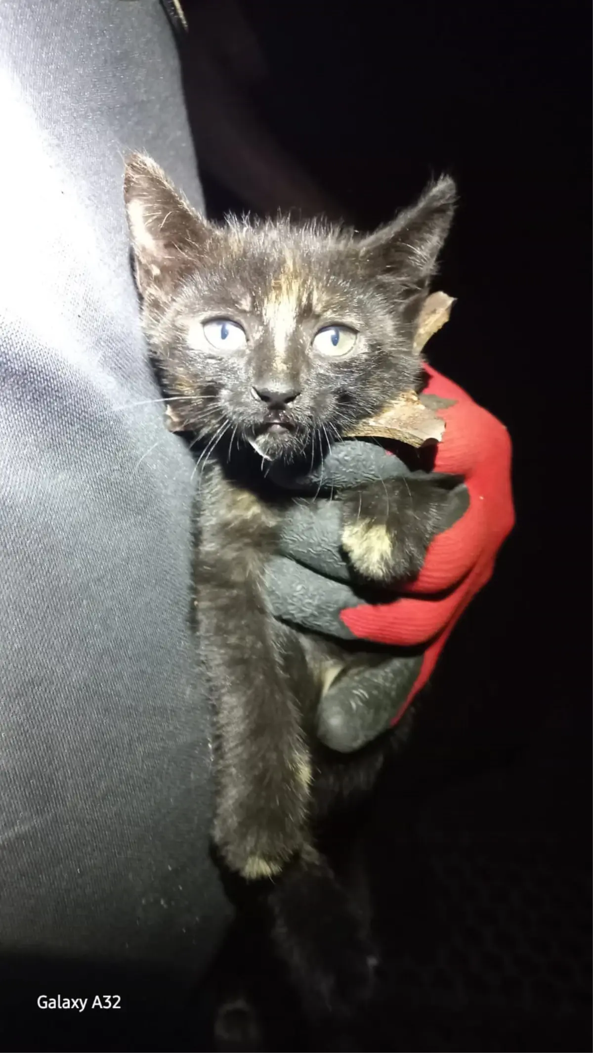 Mazgala Sıkışan Yavru Kedi Kurtarıldı