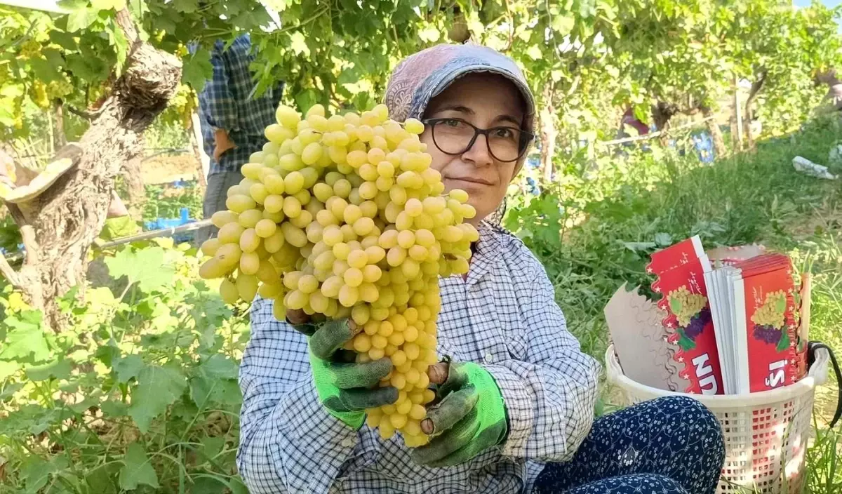Sarıgöl\'de Üzüm Fiyatları Yükseliyor