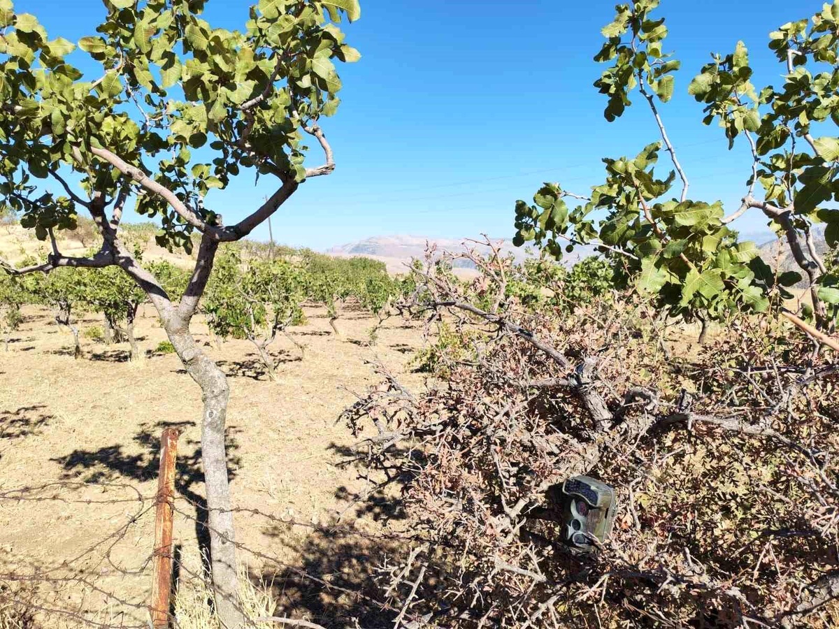 Siirt Fıstığı Hasat Döneminde Güvenlik Önlemleri Artıyor