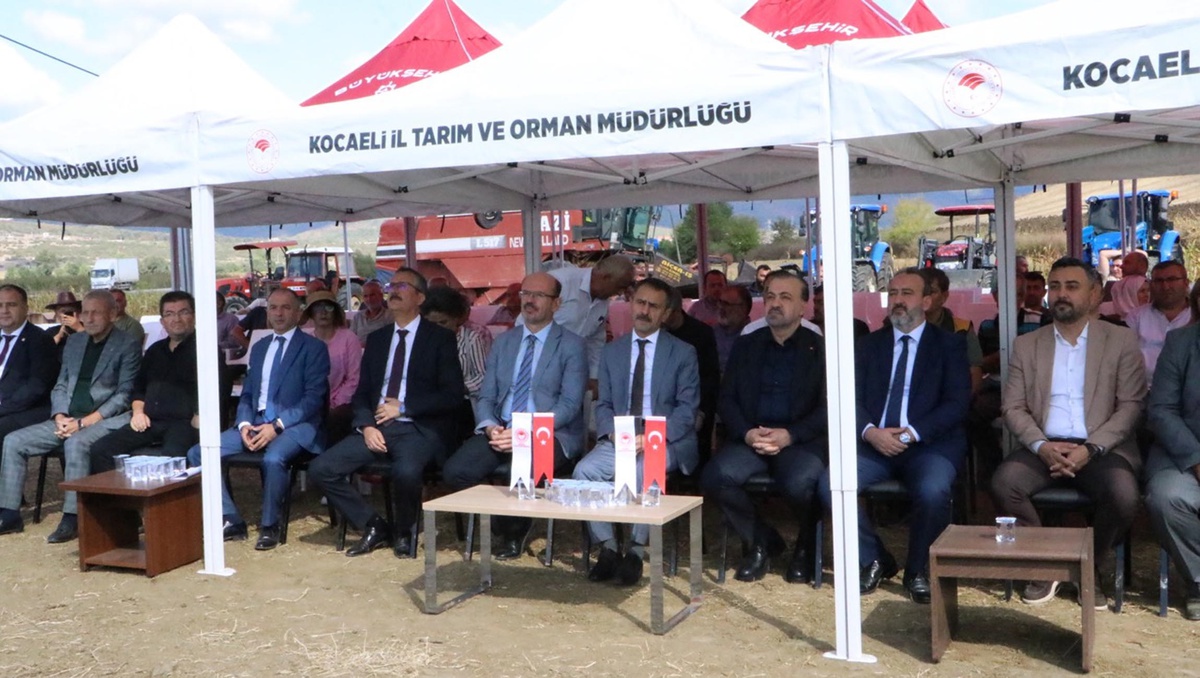 Yerli Hibrit Ayçiçeği Hasadı Kocaeli\'nde Yapıldı