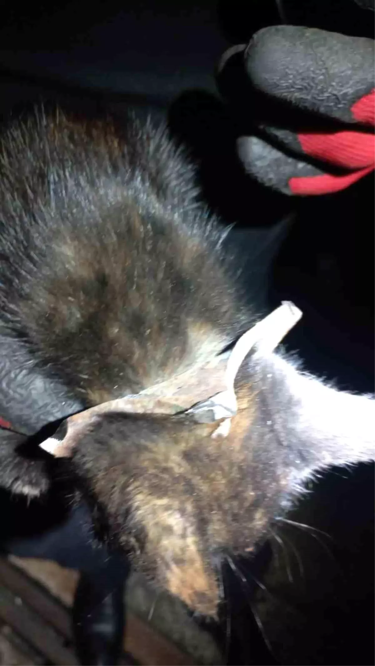 Başını Mazgala Sıkıştıran Yavru Kedi Kurtarıldı