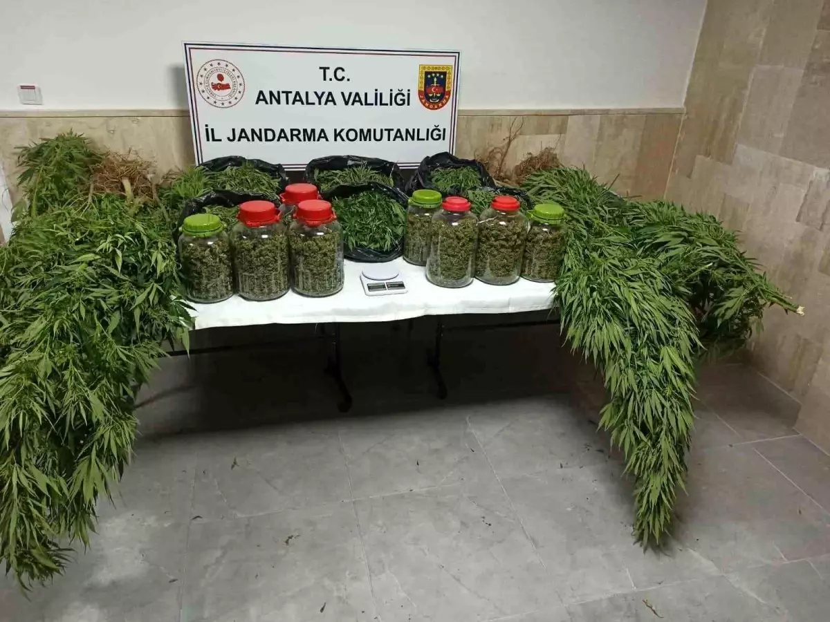 Antalya\'da Uyuşturucu Operasyonu: 43 Kilogram Skunk Ele Geçirildi