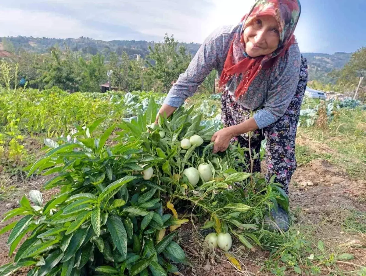 Demirci\'de İlk Pepino Üretimi
