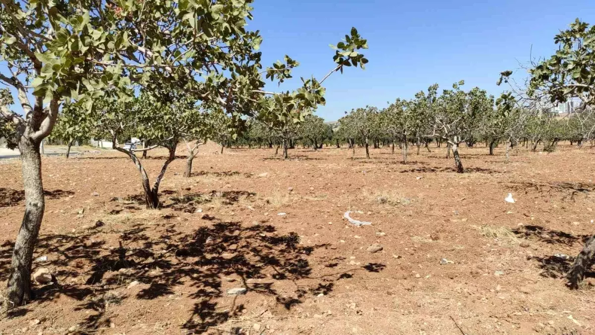 Şanlıurfa\'da Kayıp Kadın Fıstık Bahçesinde Ölü Bulundu