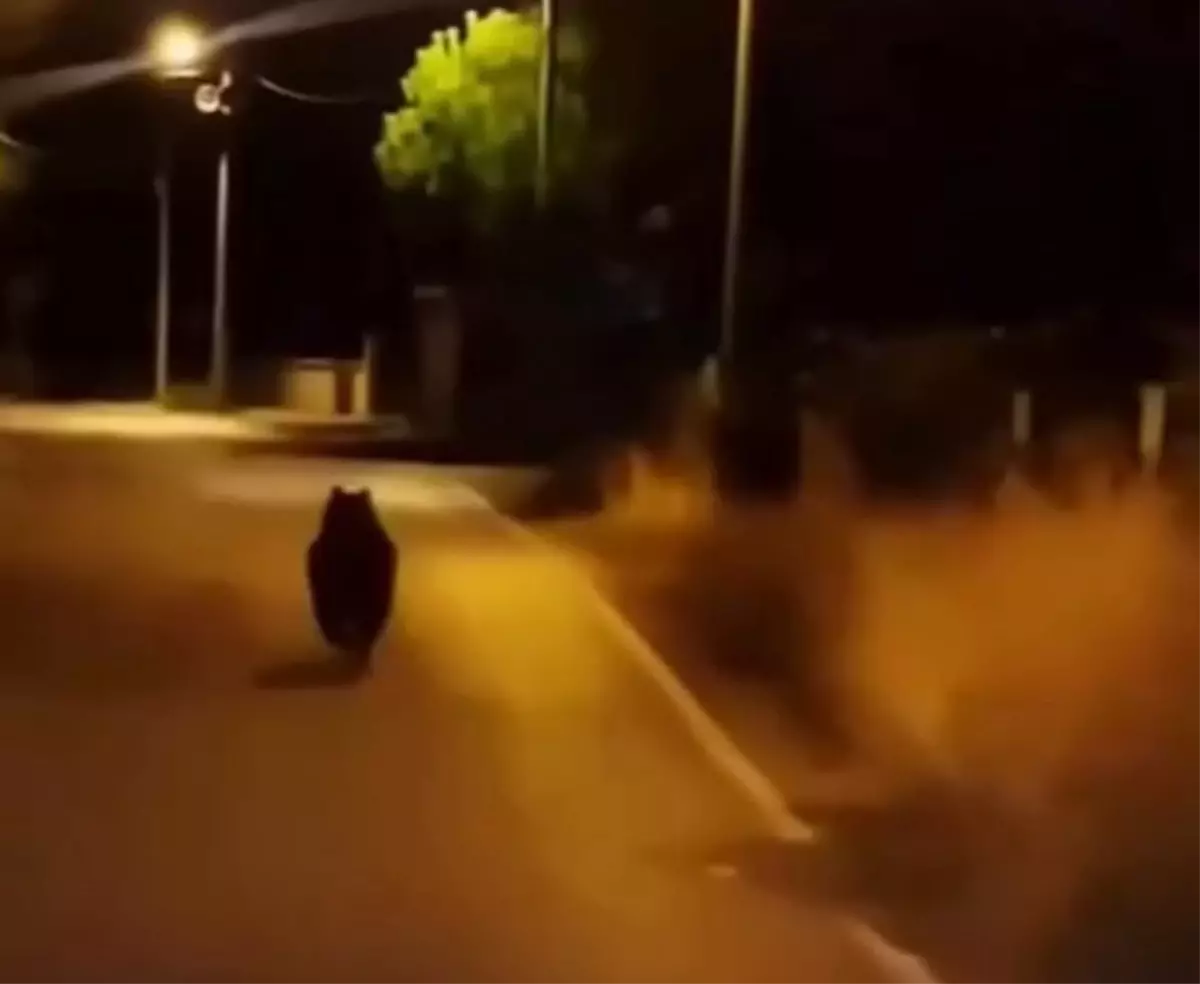 Yalova\'da Ayı Otomobilden Kaçtı