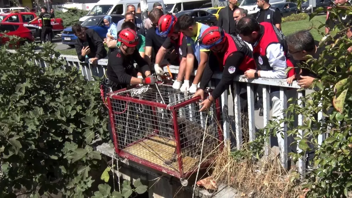 Bağcılar\'da Menfeze Atılan Köpek \'Umut\' Olarak Kurtarıldı