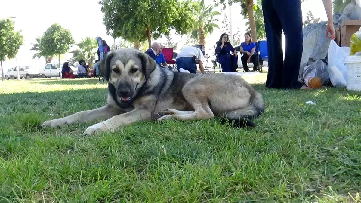 Şanlıurfa\'da Başıboş Köpek Sorunu