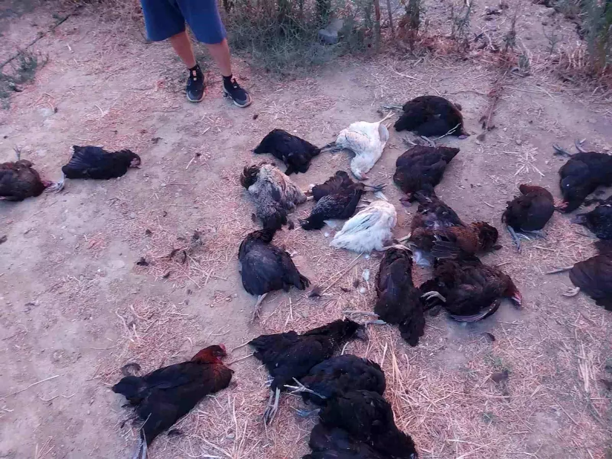 Sokak Köpekleri Tavukları Telef Etti