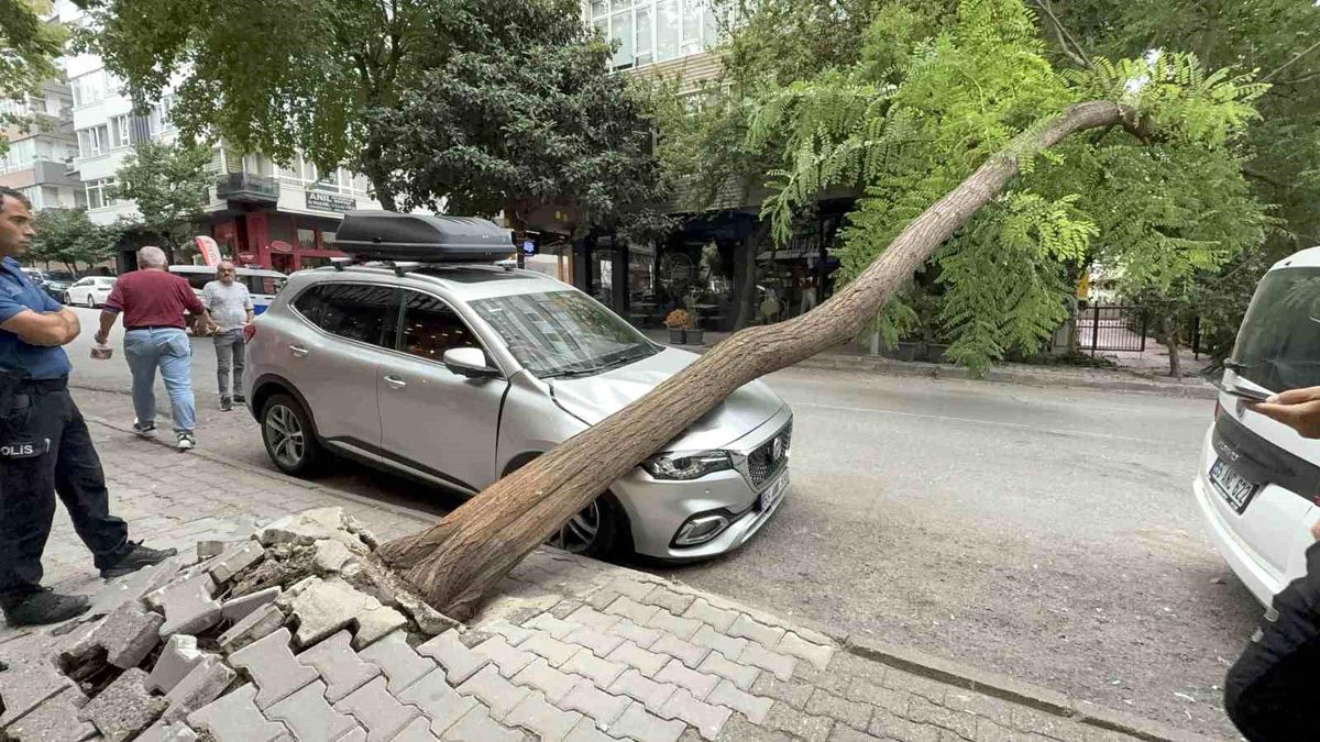 Samsun\'da Kaldırımdaki Ağaç, Park Halindeki Aracın Üzerine Devrildi