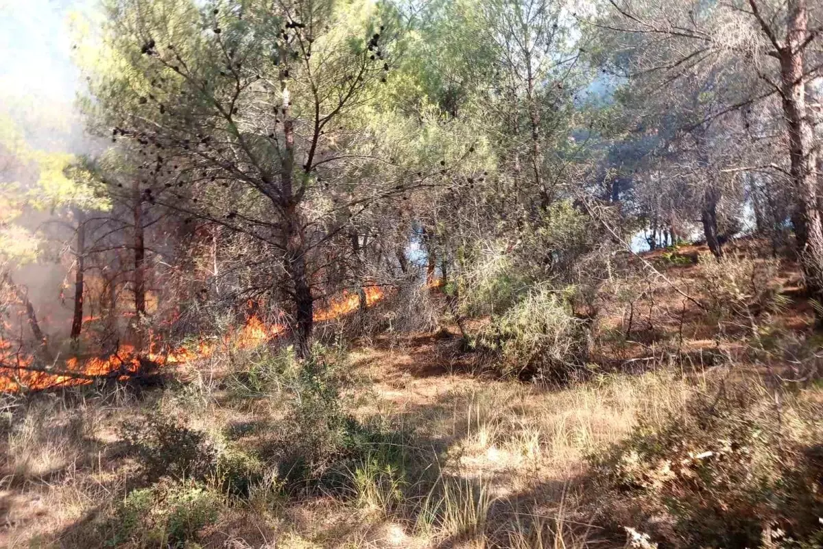 Çanakkale\'deki Orman Yangını Kontrol Altına Alındı