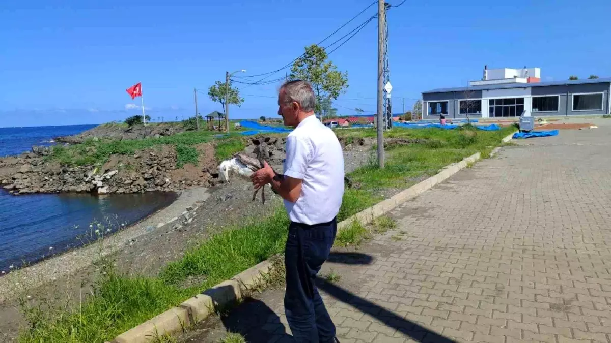 Giresun\'da Bir Martı Kurtarıldı