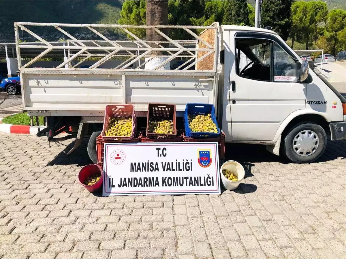 İncir Hırsızları Suçüstü Yakalandı