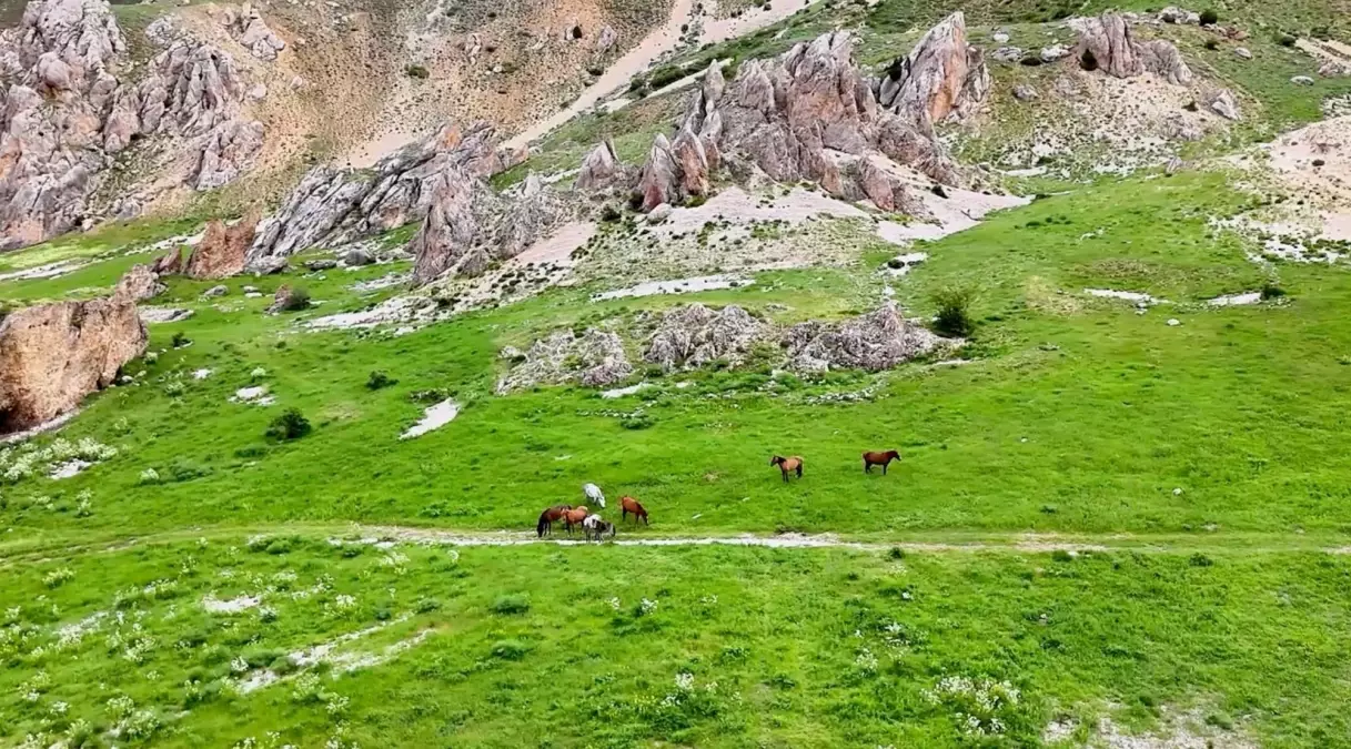 Munzur Dağları\'nda Yılkı Atları