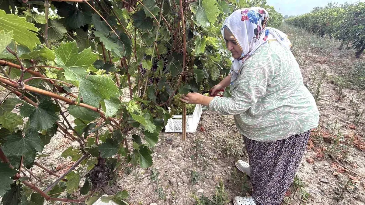 Narince Üzüm Hasadı Başladı, Rekolte Yüzde 80 Düştü