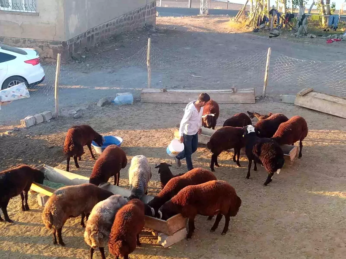 Patnos\'ta Küçükbaş Hayvan Bakımı