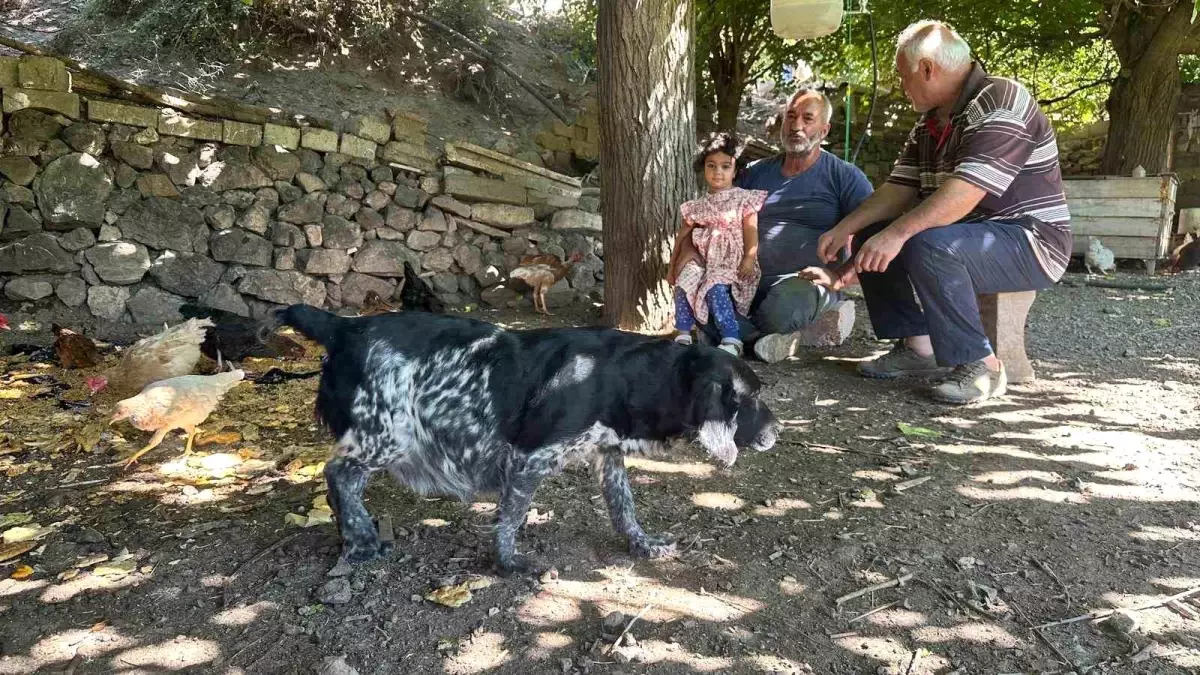 Elazığ\'da Tilki Saldırısı: 150 Tavuk ve Kaz Telefi