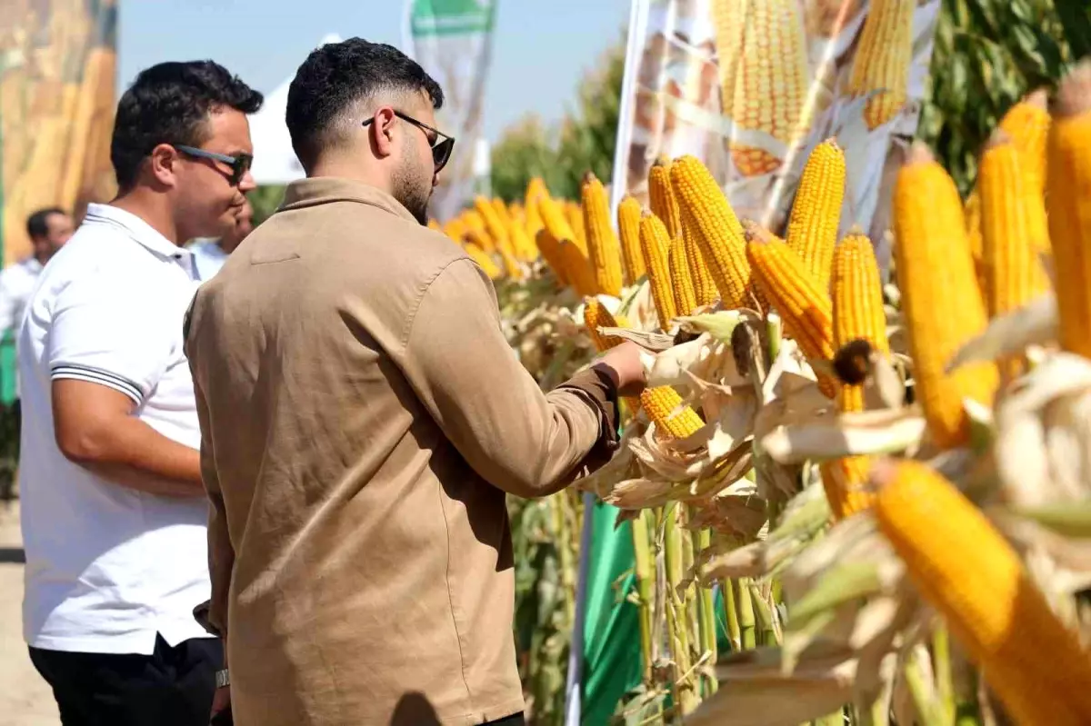 MAY Tohum\'un Tarla Günü\'nde Yeni Mısır Çeşitleri Tanıtıldı
