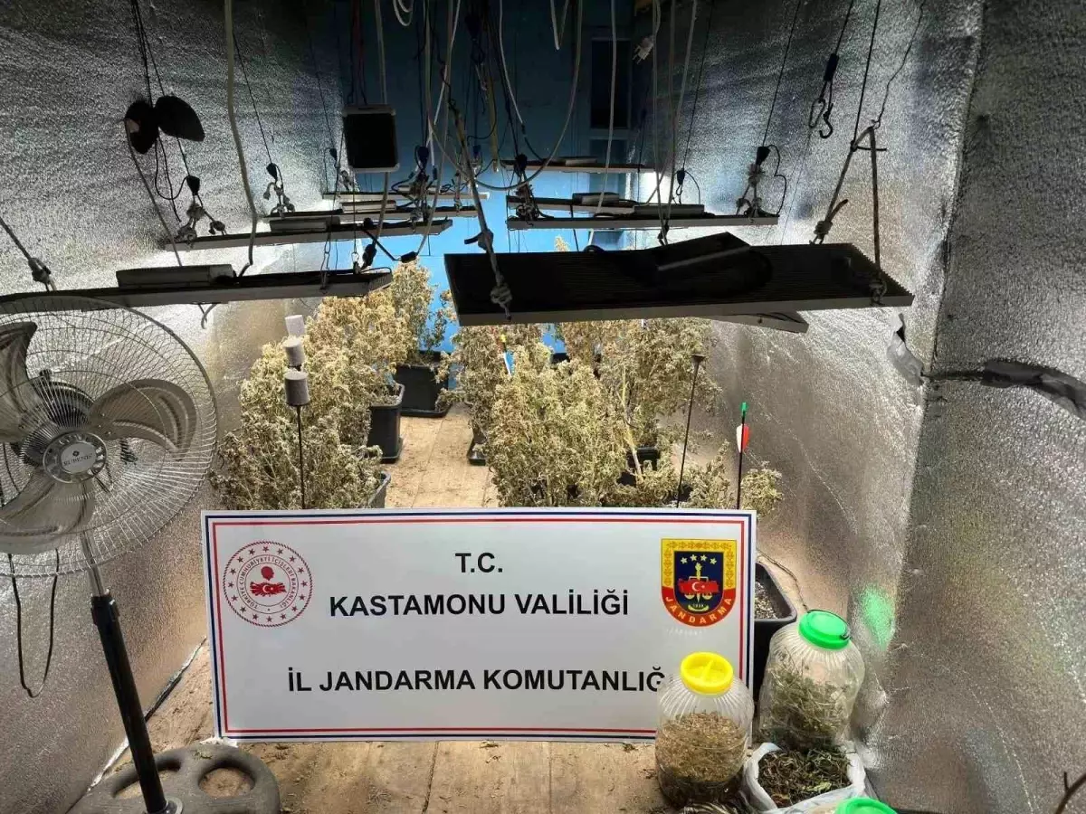Kenevir Yetiştiren Sanıklar Tahliye Edildi
