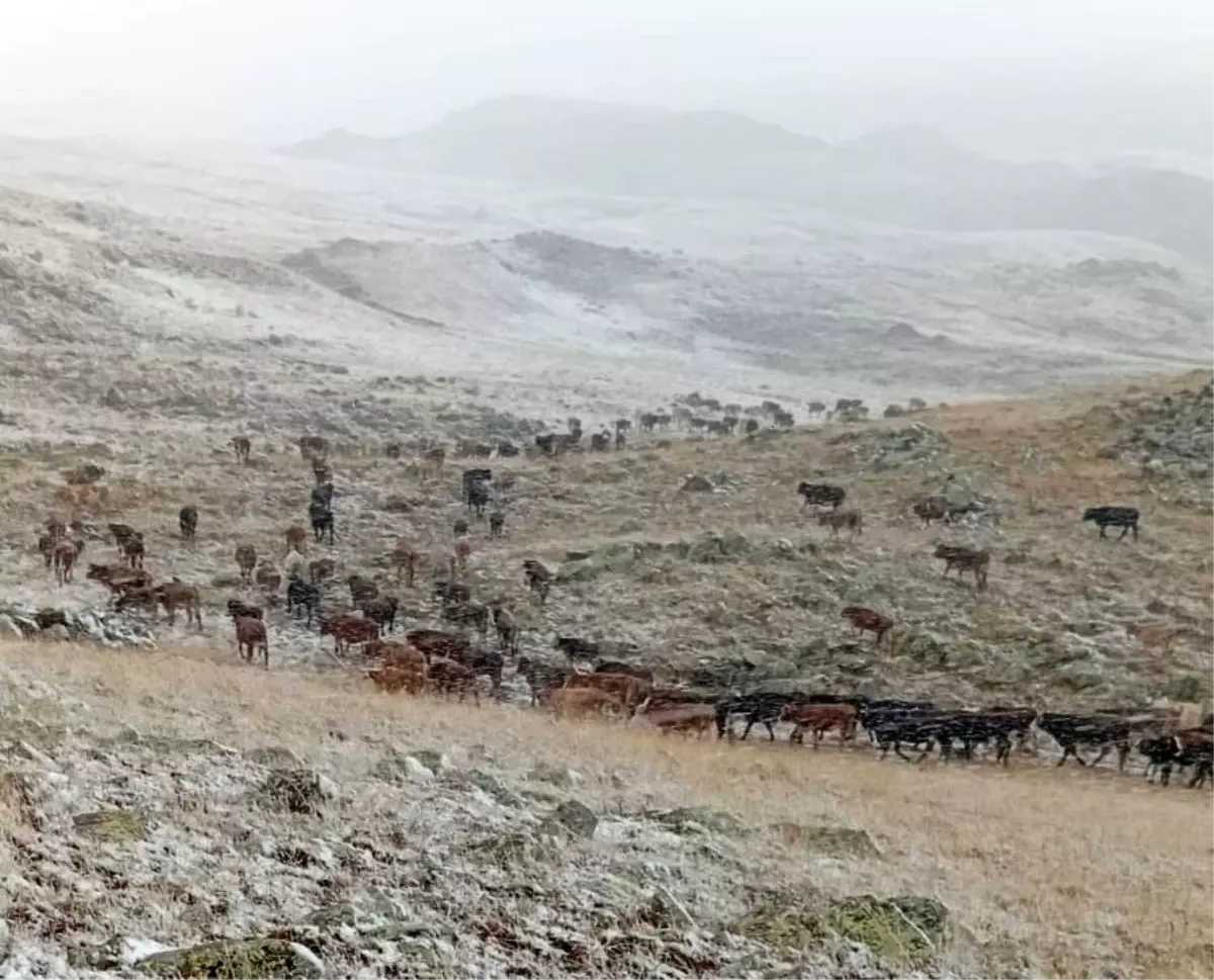 Oltu\'da Kar Yağışı Çobanları Zorladı