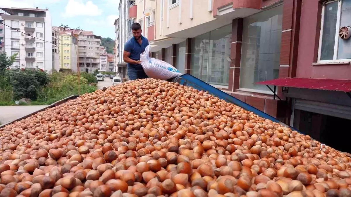 Türkiye\'nin Fındık İhracatı Rekor Kırdı