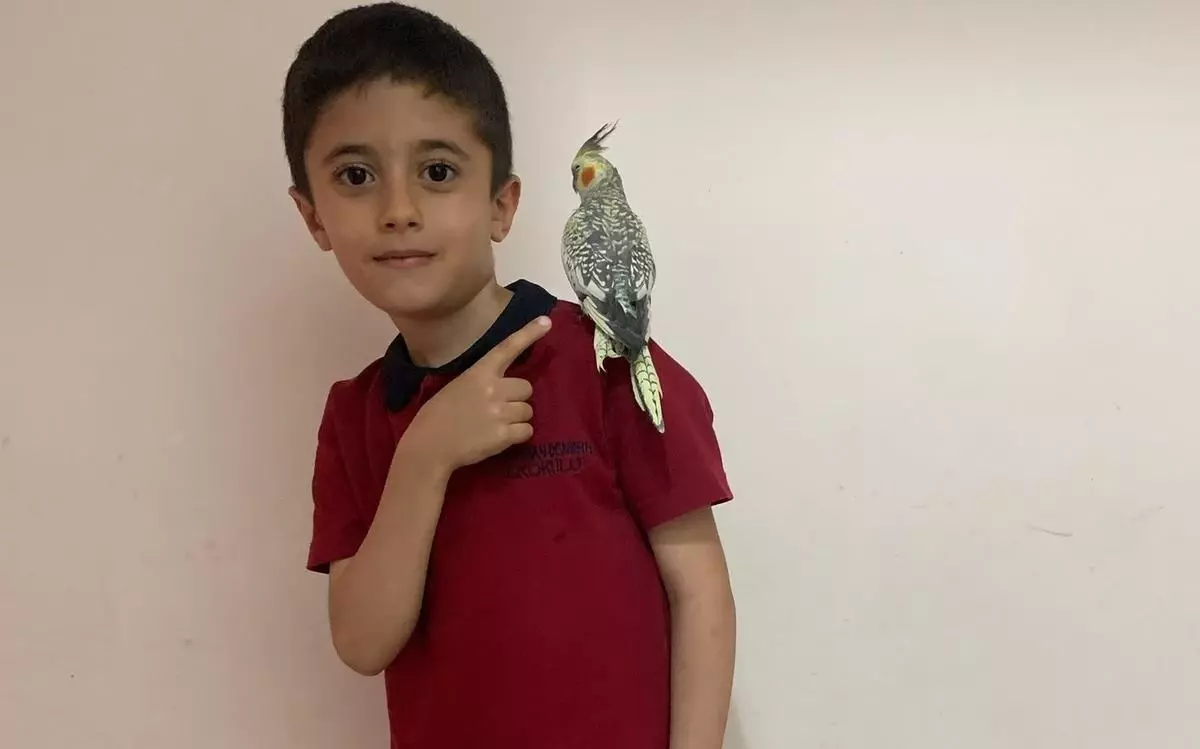 Zeytin, Kayıp Sultan Papağanı!