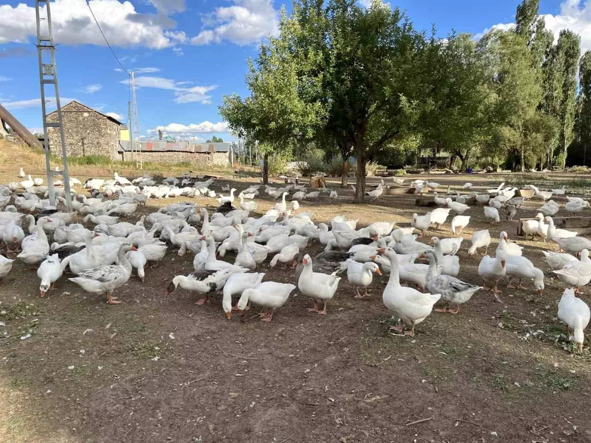 Kars\'ta Kaz Eti Hazırlıkları Başladı