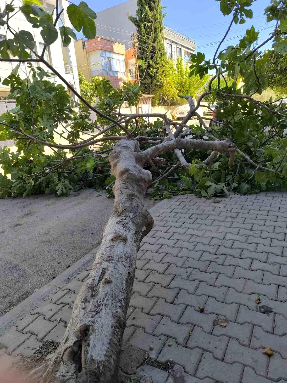 Adıyaman\'da Rüzgar Ağaç Devrildi