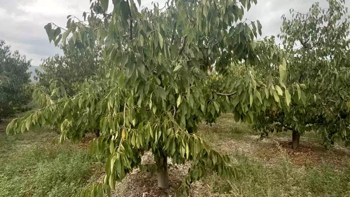 Tokat\'ta Kiraz Üretimi Don nedeniyle Sıfırlandı