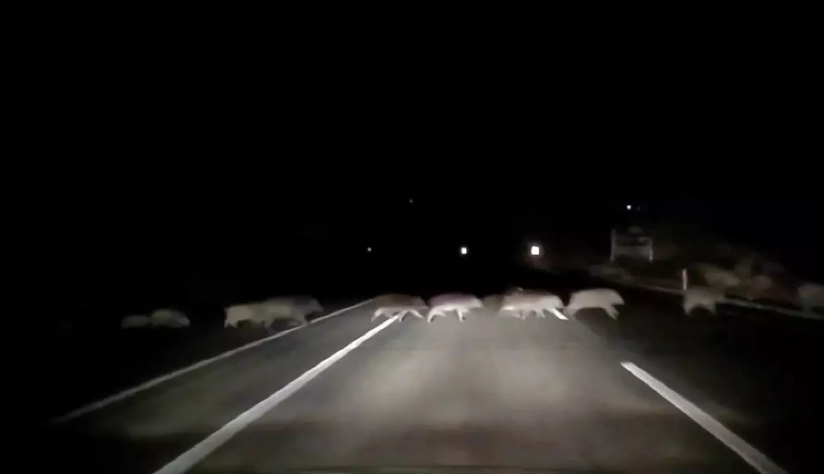 Adıyaman\'da Domuz Sürüsü Kazaya Neden Olmuştu