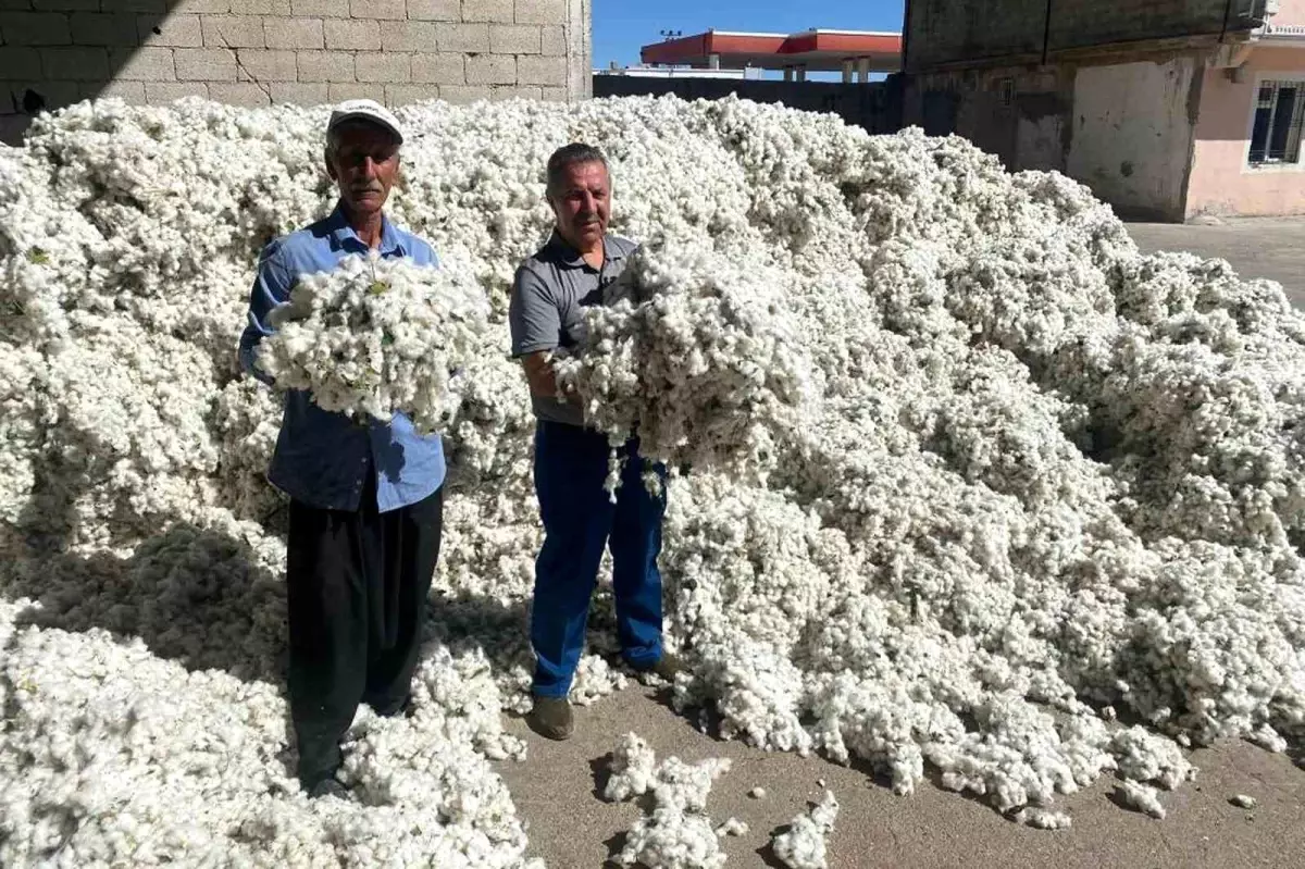 Gaziantep\'te Pamuk Hasadı Başladı