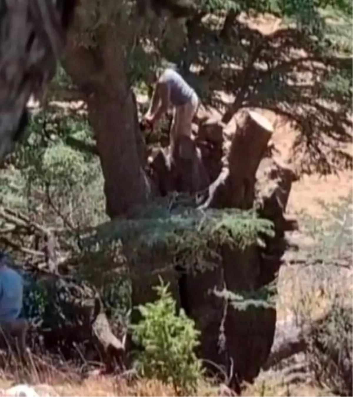 Kahramanmaraş\'ta Ağaç Kesimi Yakalandı
