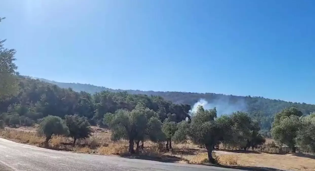 Milas\'ta Orman Yangını 2. Güne Girdi