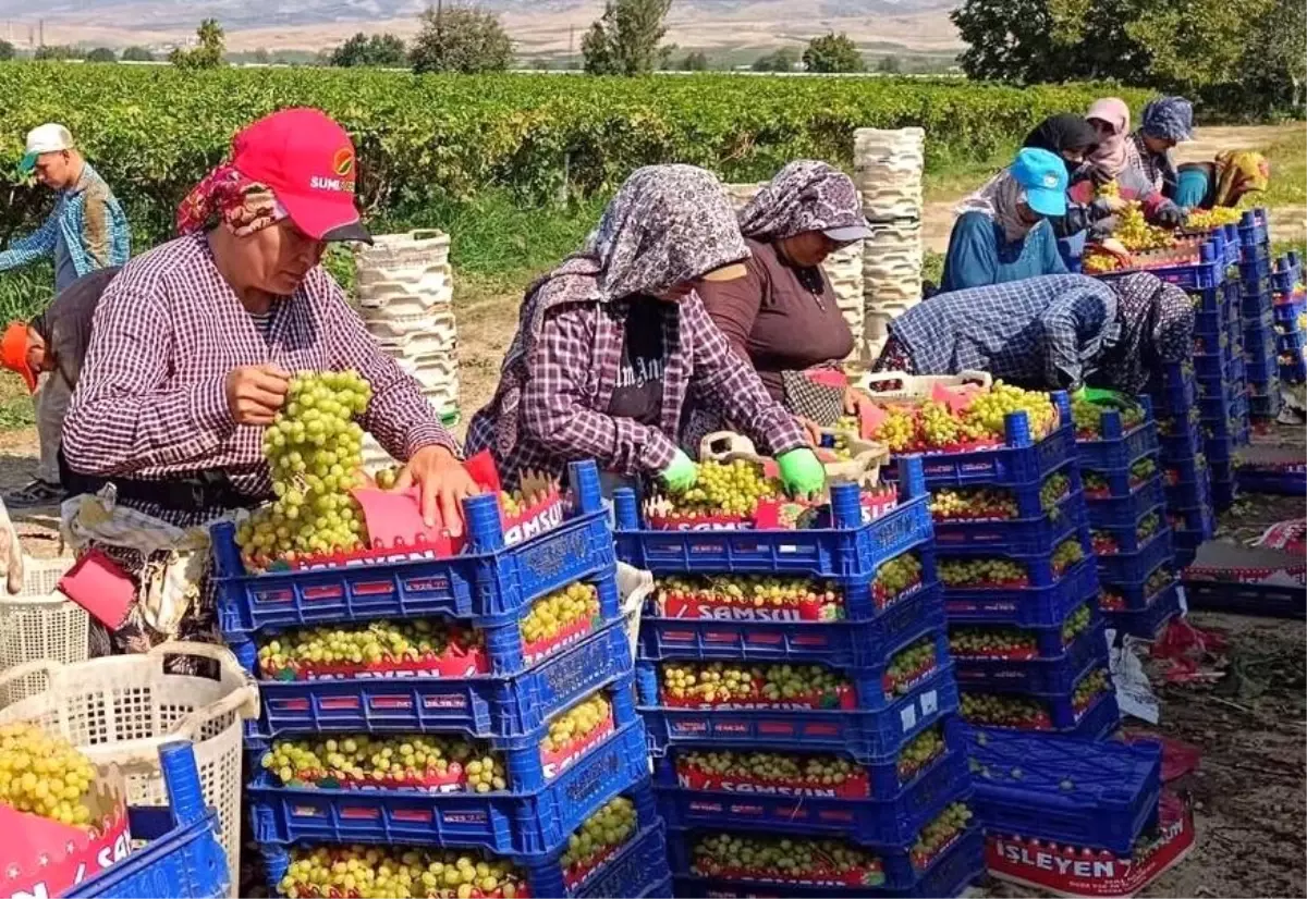 Sarıgöl\'de Üzüm Hasadı Devam Ediyor