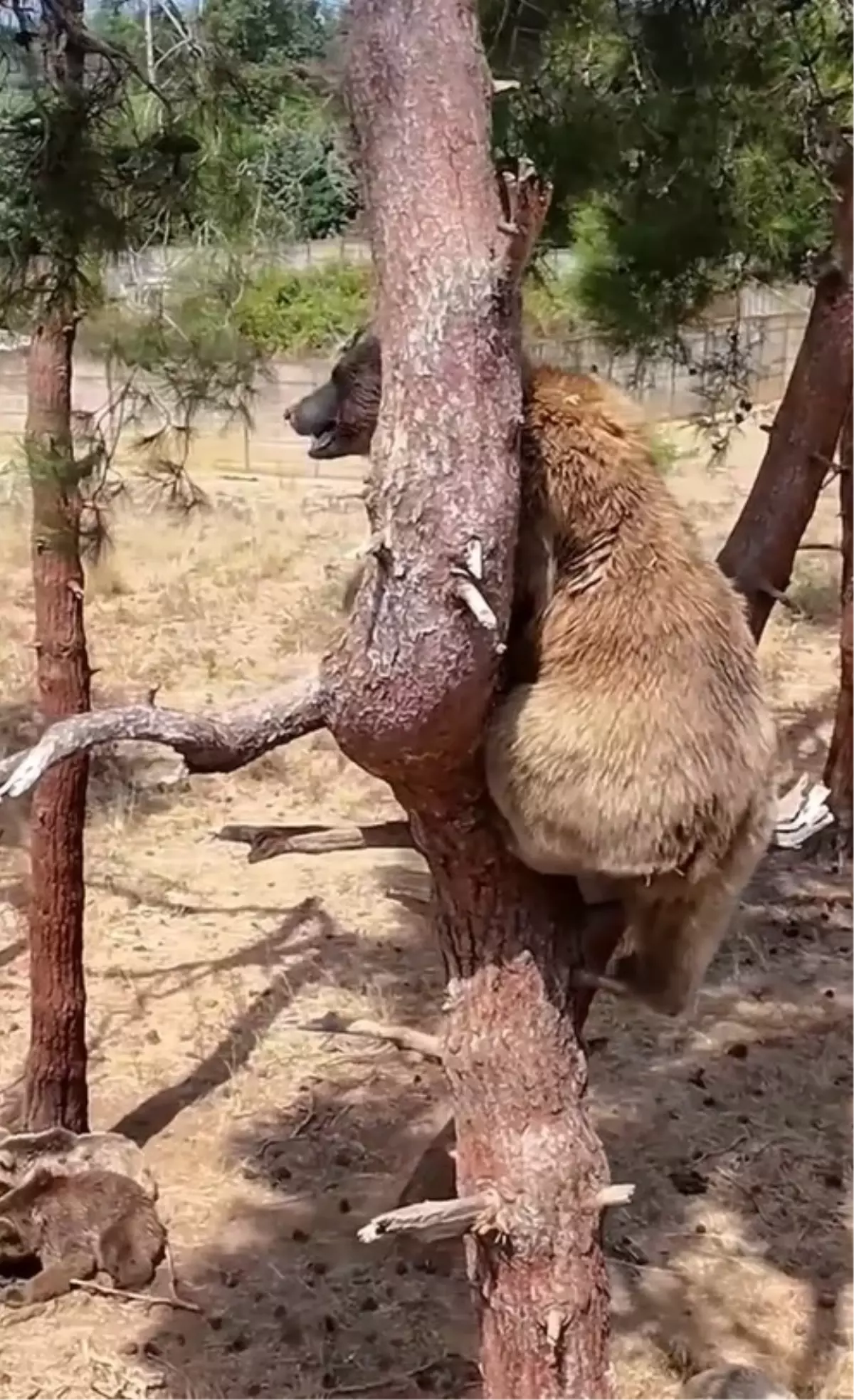 Bozayılar Doğada Mutluluğu Buluyor
