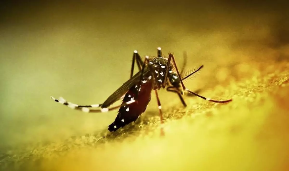 Çin\'de Chikungunya Acil Durumu İlan Edildi