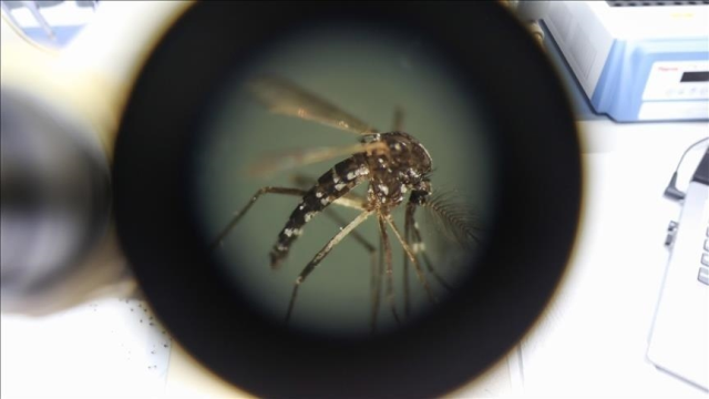 Çin'de üçüncü seviye 'acil durum' ilanı: Chikungunya virüsü yayılıyor