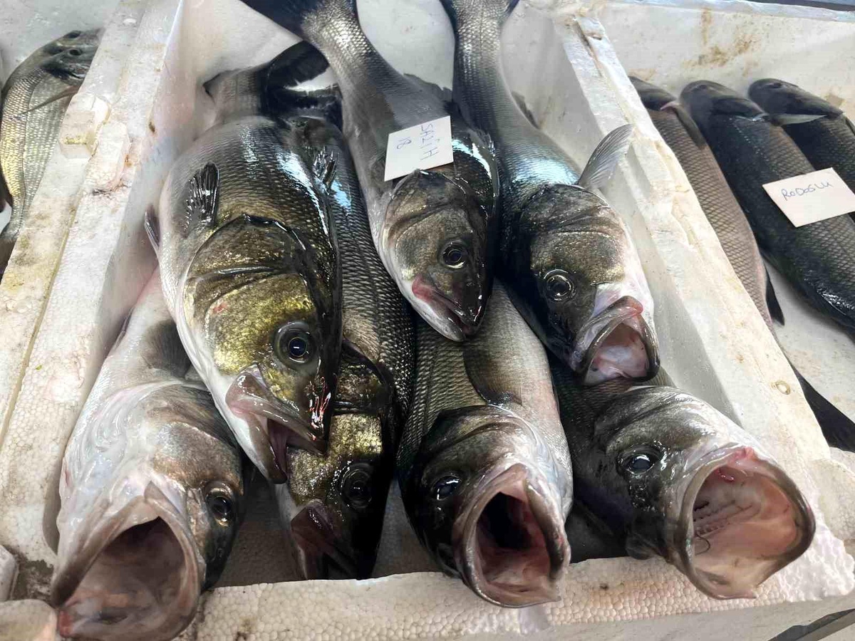 İzmir\'de Taze Balık Mezatı Geleneği