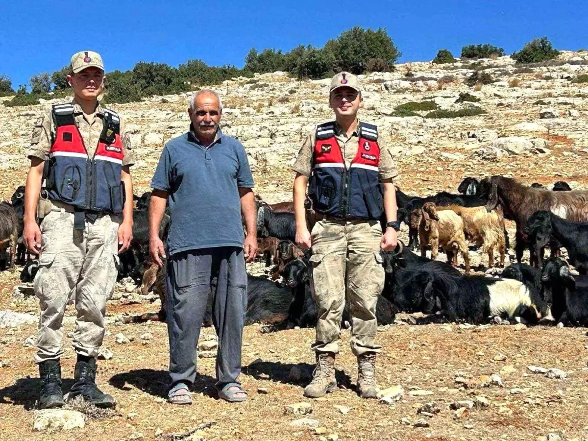 Kaybolan 100 Hayvan Bulundu
