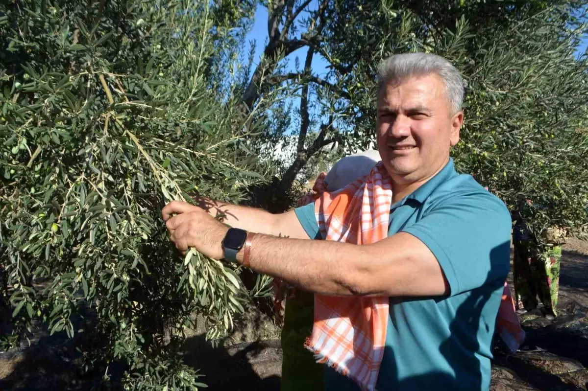 Ayvalık\'ta Zeytin Hasadı ve AB Tescili Vurgusu