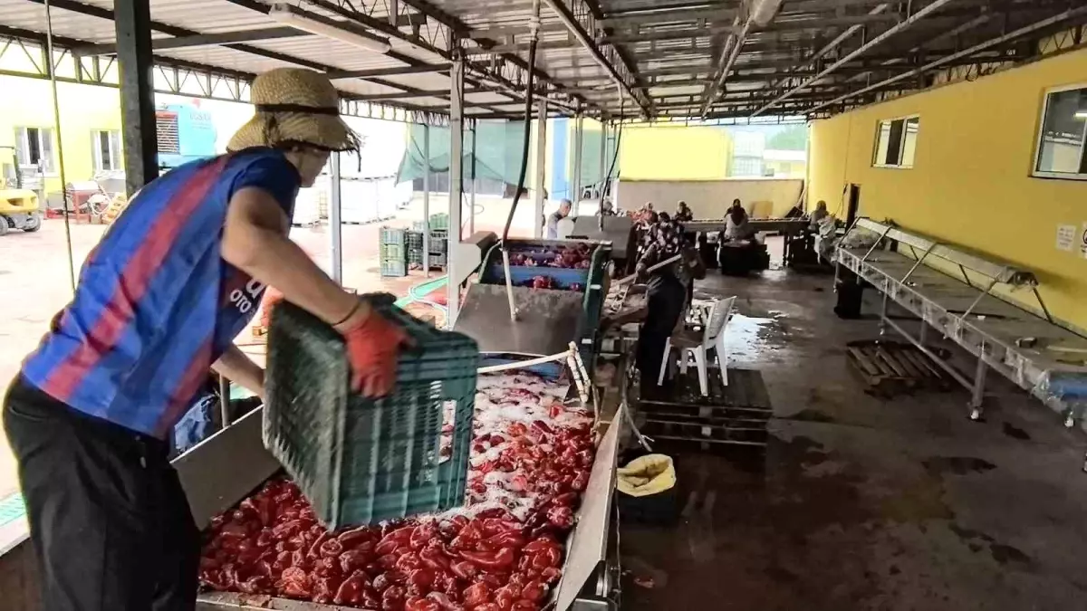 İnegöl\'de Kadınların Gücüyle Salça Üretimi ve İhracat Hedefleri
