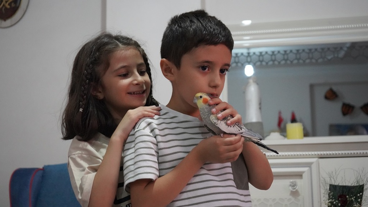 Kaybolan Zeytin Papağanı Bulundu