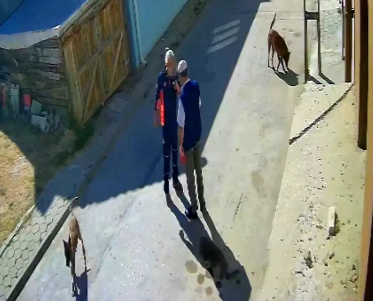"Köpeklerimi sen mi şikayet ettin" diyerek yaşlı adamı tekme tokat dövdü
