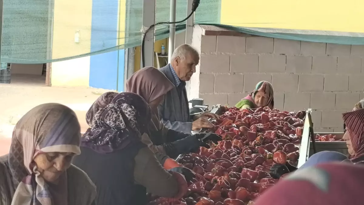 İnegöl\'de Kadın Gücü ile Salça Üretimi