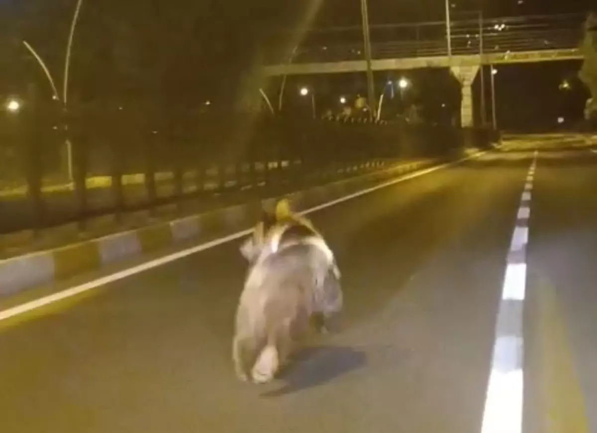 Tunceli\'de kara yoluna inen bozayı kamerada