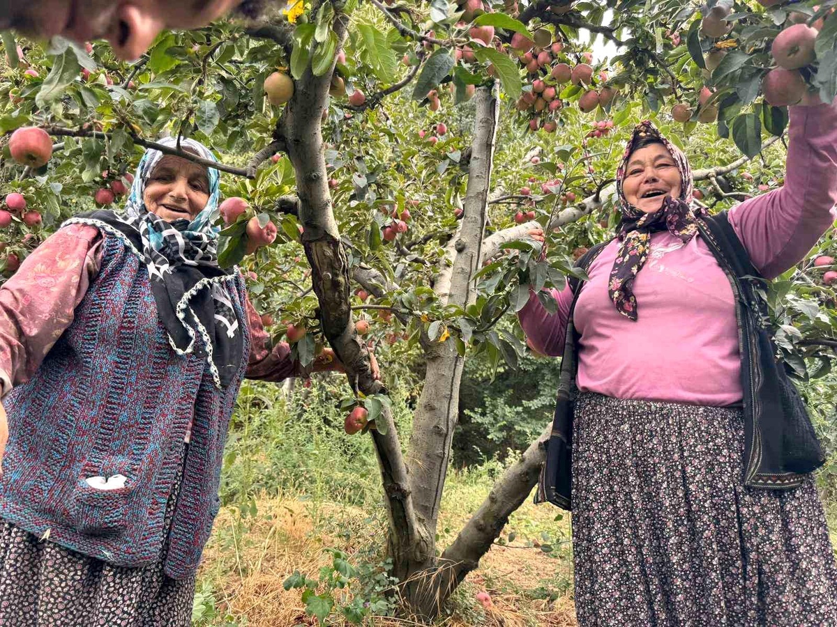 Dereköy Elmasında Mutlu Hasat