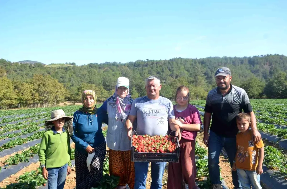 Bilecik\'te Çilek Üretiminde Başarı